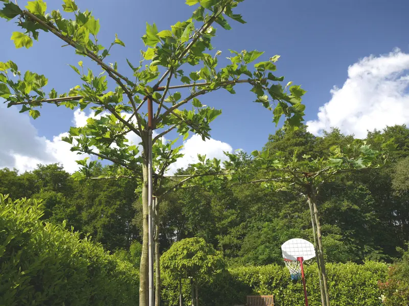 Terrassierter Hanggarten in Bad Homburg – Projektfoto