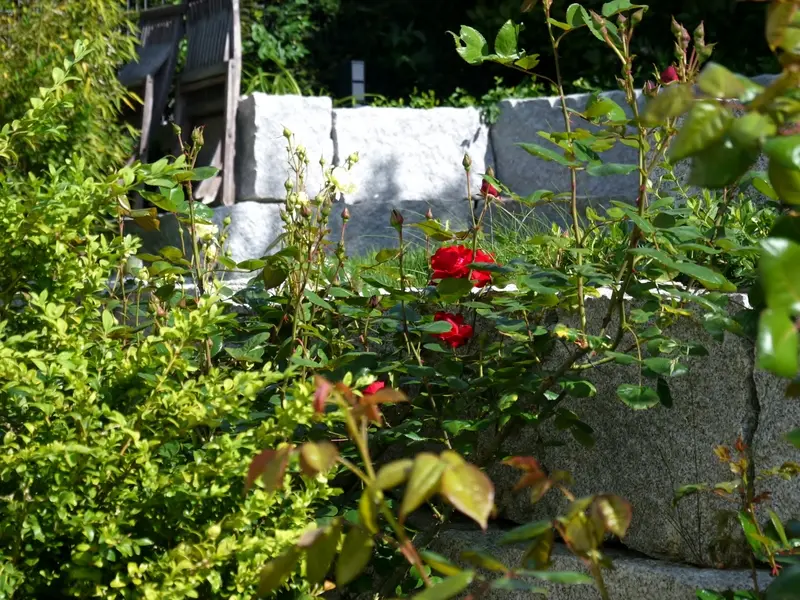 Terrassierter Hanggarten in Bad Homburg – Projektfoto