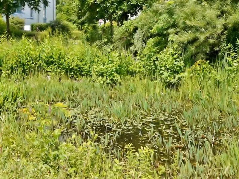 Regenwasser-Sammelbecken als Naturteich gestaltet- hier fühlen sich auch die Frösche wohl