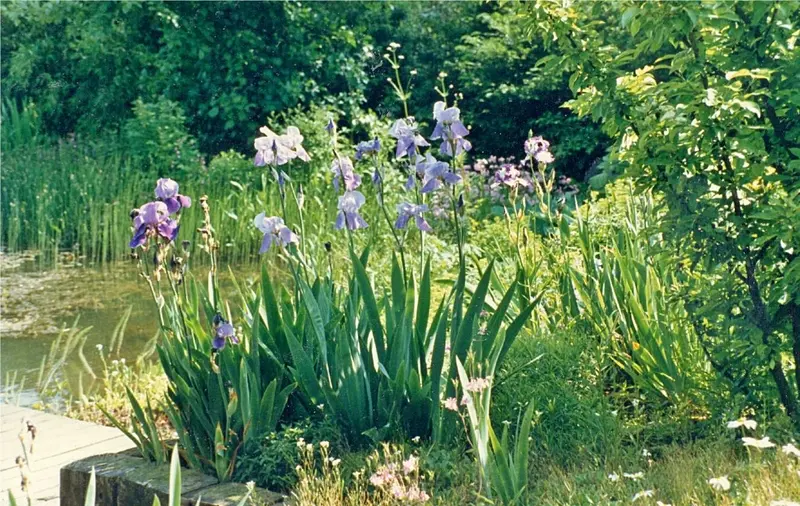 Garten mit Wasser und Stauden im Bergischen Land – Projektfoto