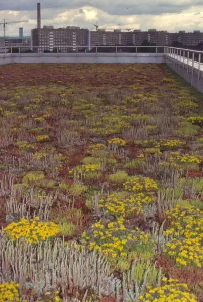 Extensive Dachbegrünung mit Sedum – Projektfoto