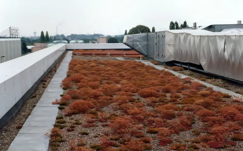 Extensive Dachbegrünung mit Sedum – Projektfoto