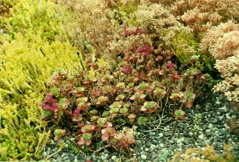 Extensive Dachbegrünung mit Sedum – Projektfoto