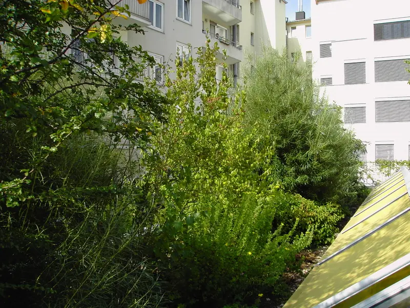 Intensive Dachbegrünung einer Gemeinschaftspraxis Hohenzollernstraße in Düsseldorf – Projektfoto