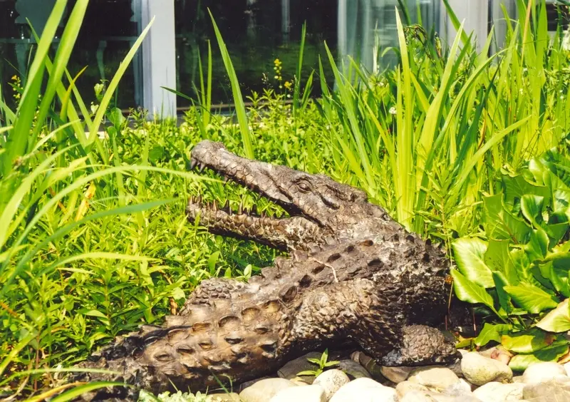 Garten mit Aligator in Neuss/Florida – Projektfoto