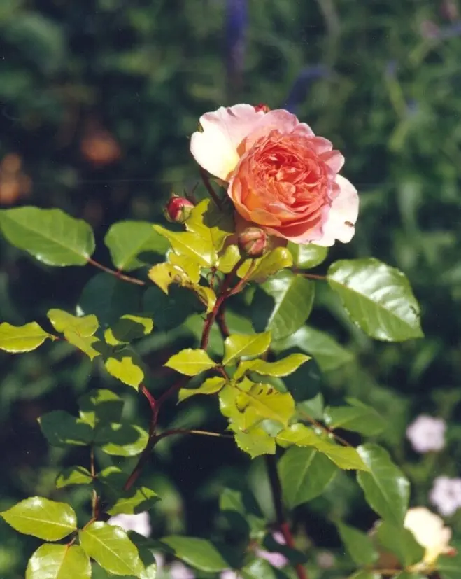 Parkähnlicher Garten in Düsseldorf – Projektfoto